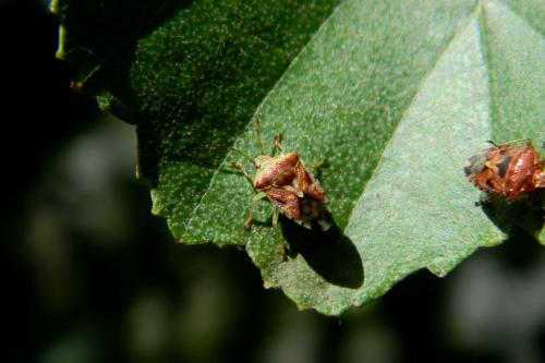 Elasmucha grisea grisea